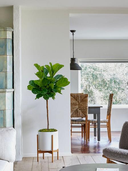 Ficus Lyrata Canopée