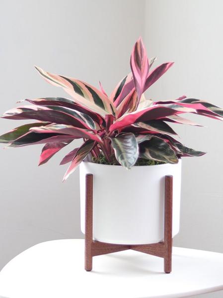 Magenta Triostar