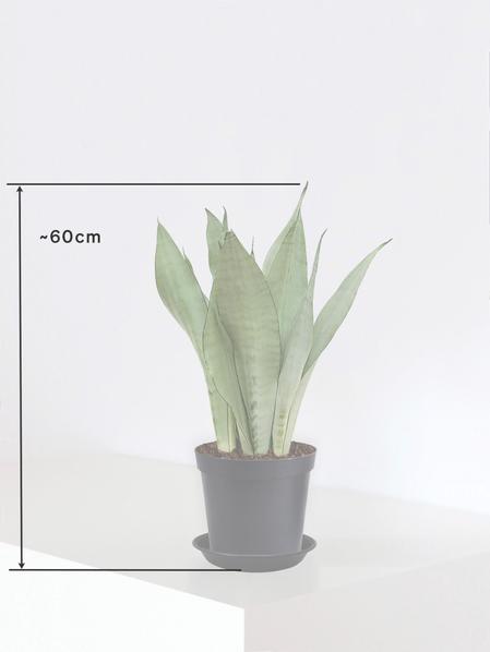 Sansevieria Moonshine