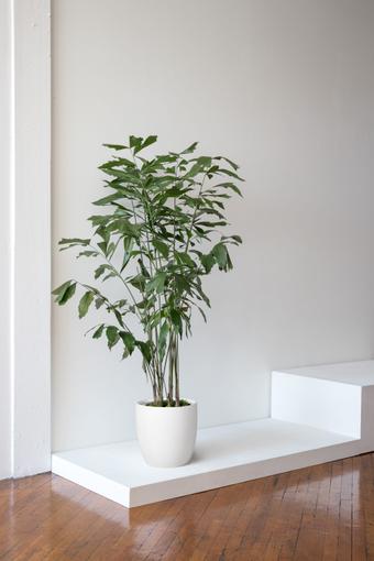 indoor plants picture