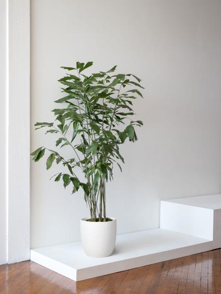 Fishtail Palm