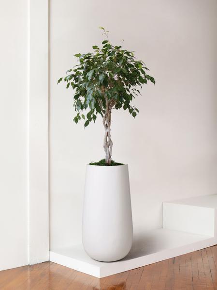 Ficus Benjamina