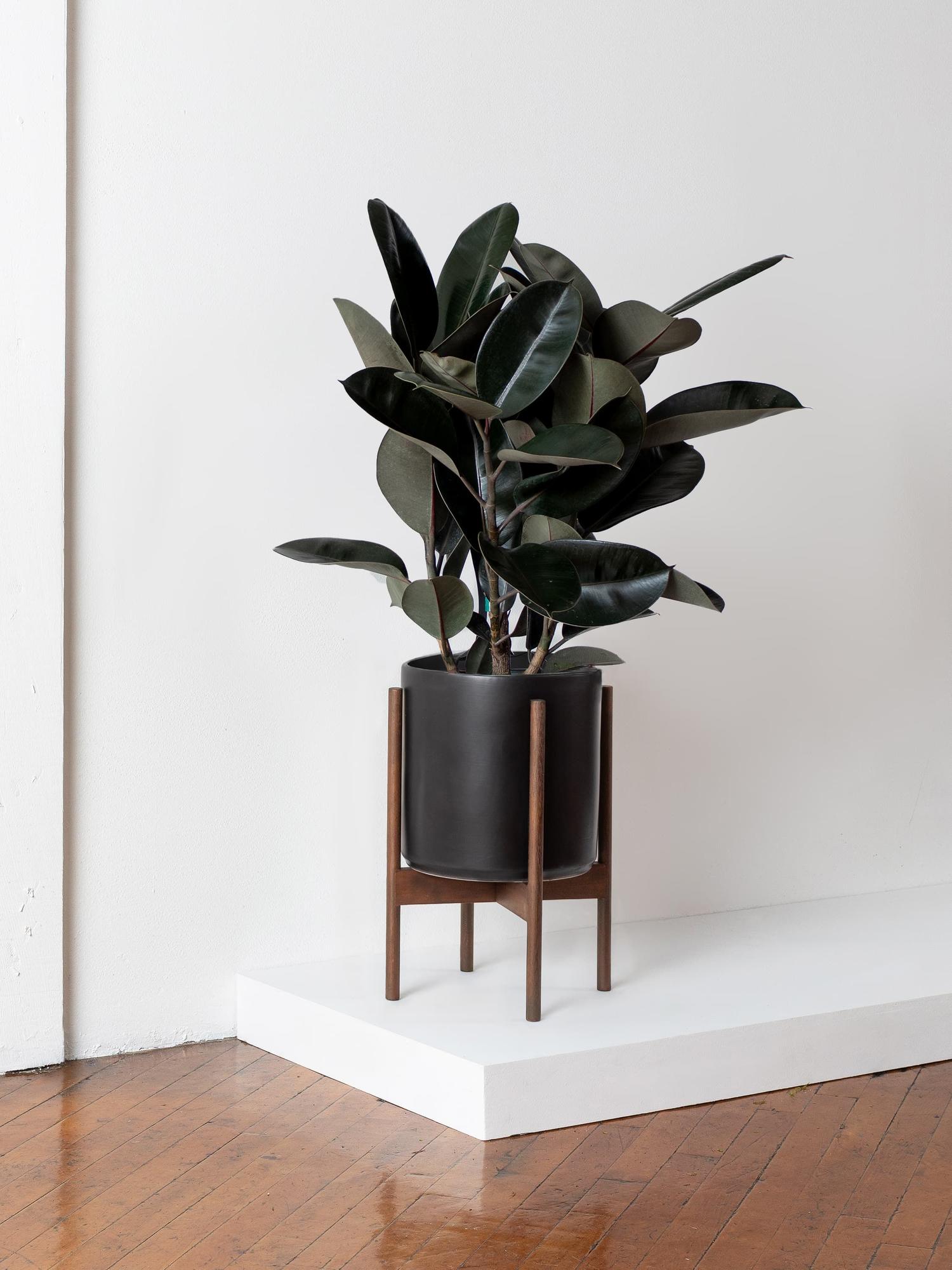 Rubber Tree Large (2  3 ft tall) + Mid-Century Pot | Lon & George