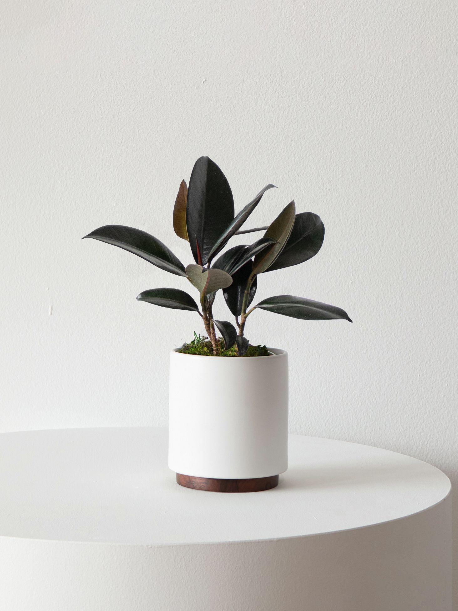 Rubber Plant - Coral Ceramic