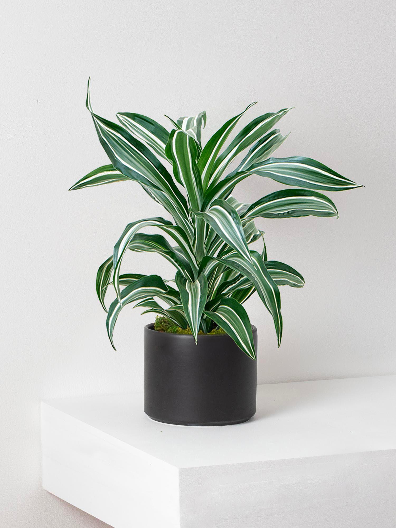 indoor plants picture