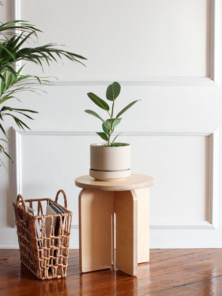Ficus Audrey Plant