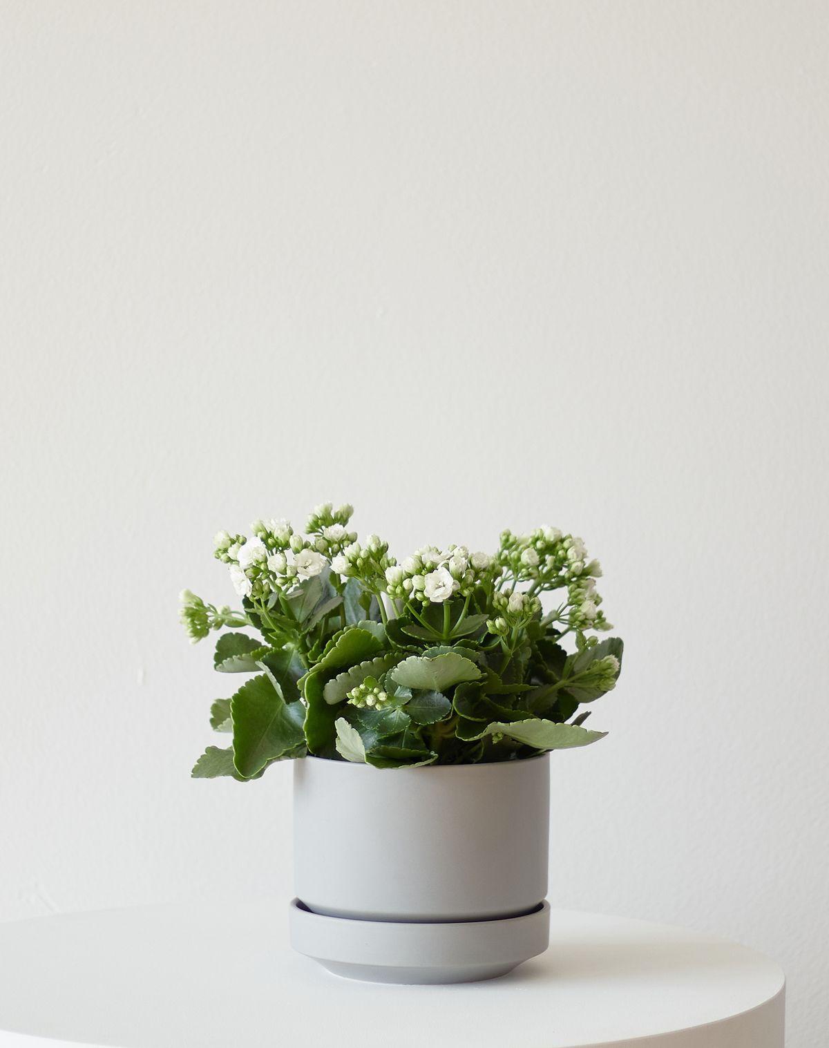 Snowdrop Calandiva - Medium