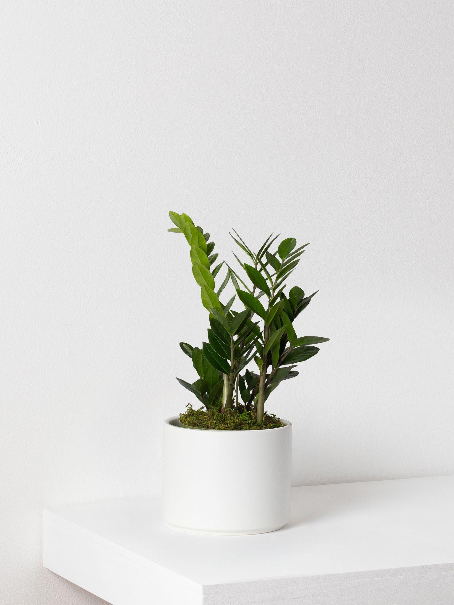 NEIGHBORHOOD PLANT POT 鉢 インテリア SPECIMEN NEIGHBORHOOD PLANT POT 鉢 インテリア SPECIMEN NEIGHBORHOOD