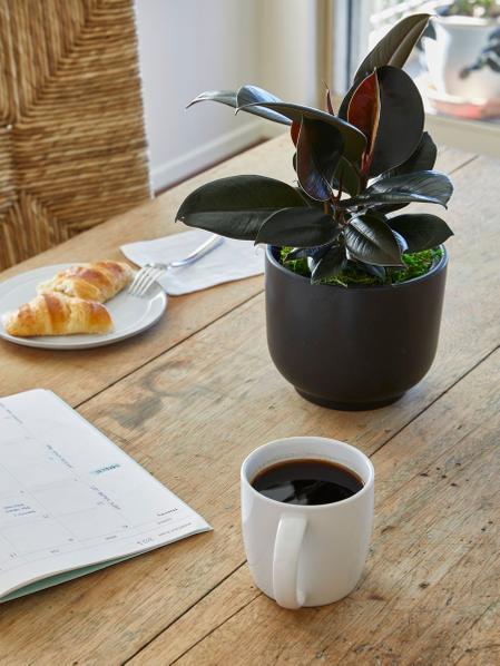 Rubber Plant - Nouvelle - Medium