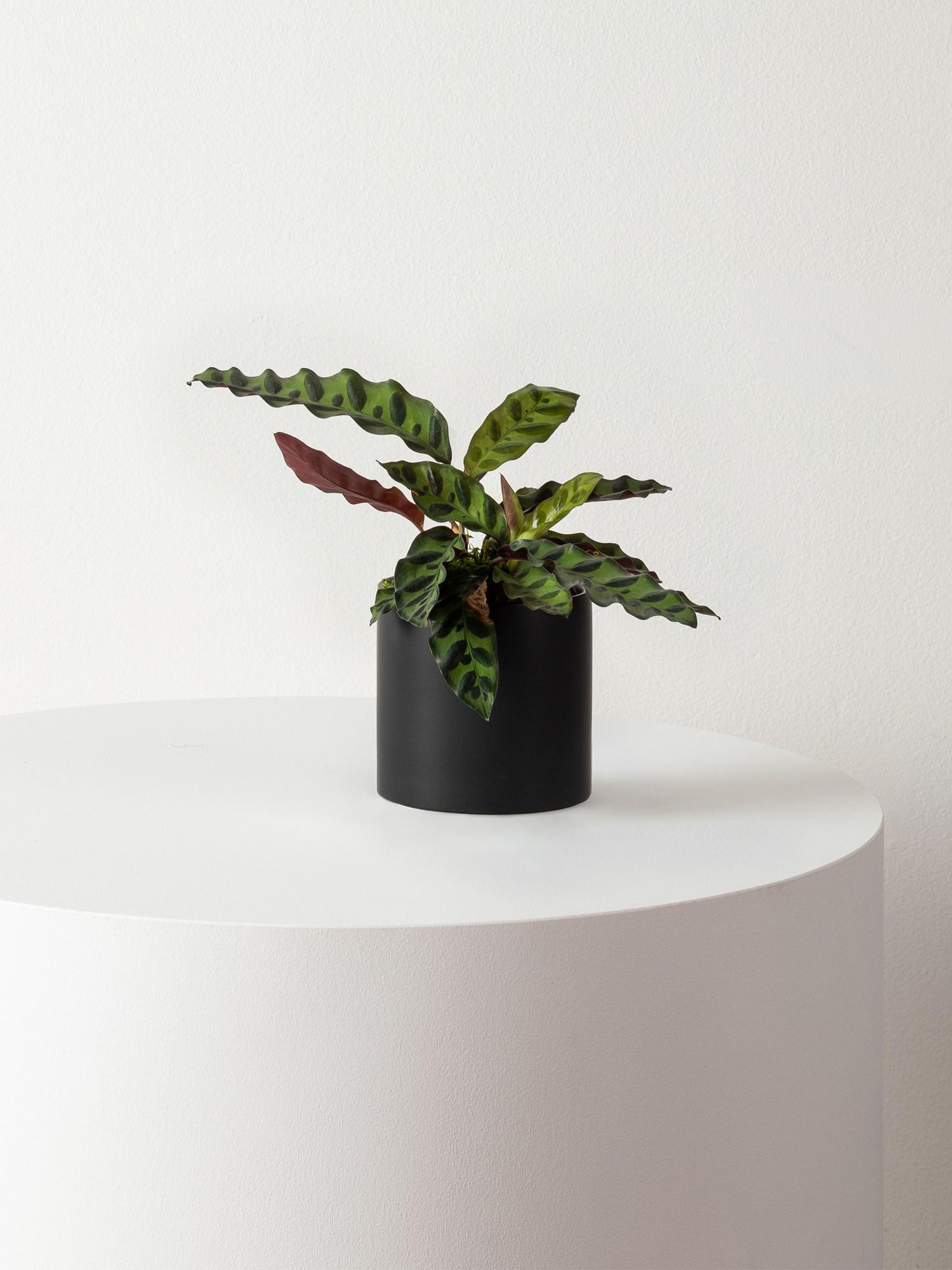 Calathea Rattlesnake