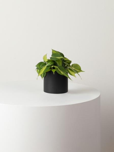 Philodendron Brasil