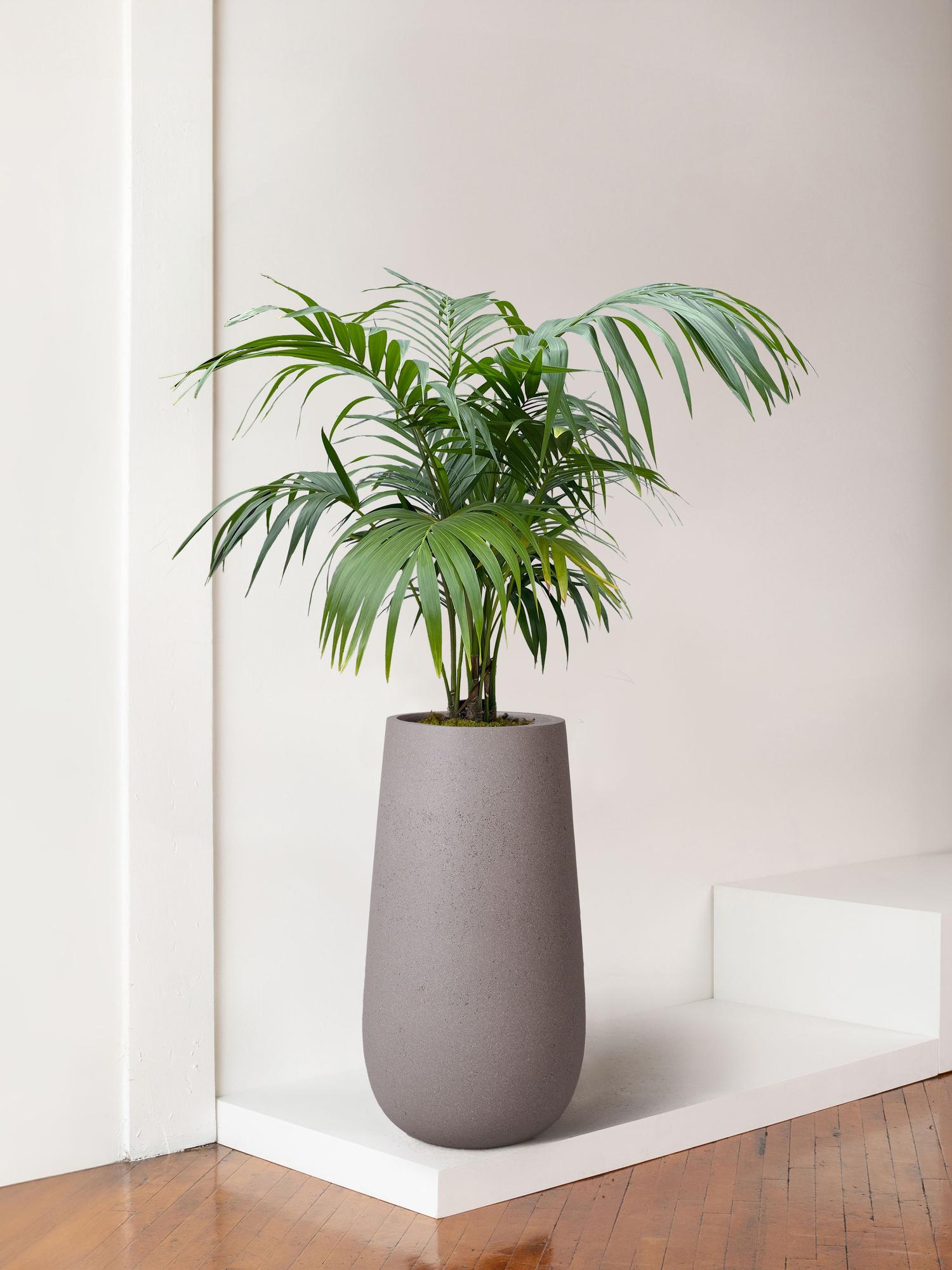 Kentia Palm Extra Large (7 ft tall) + Flute Pot | Lon & George