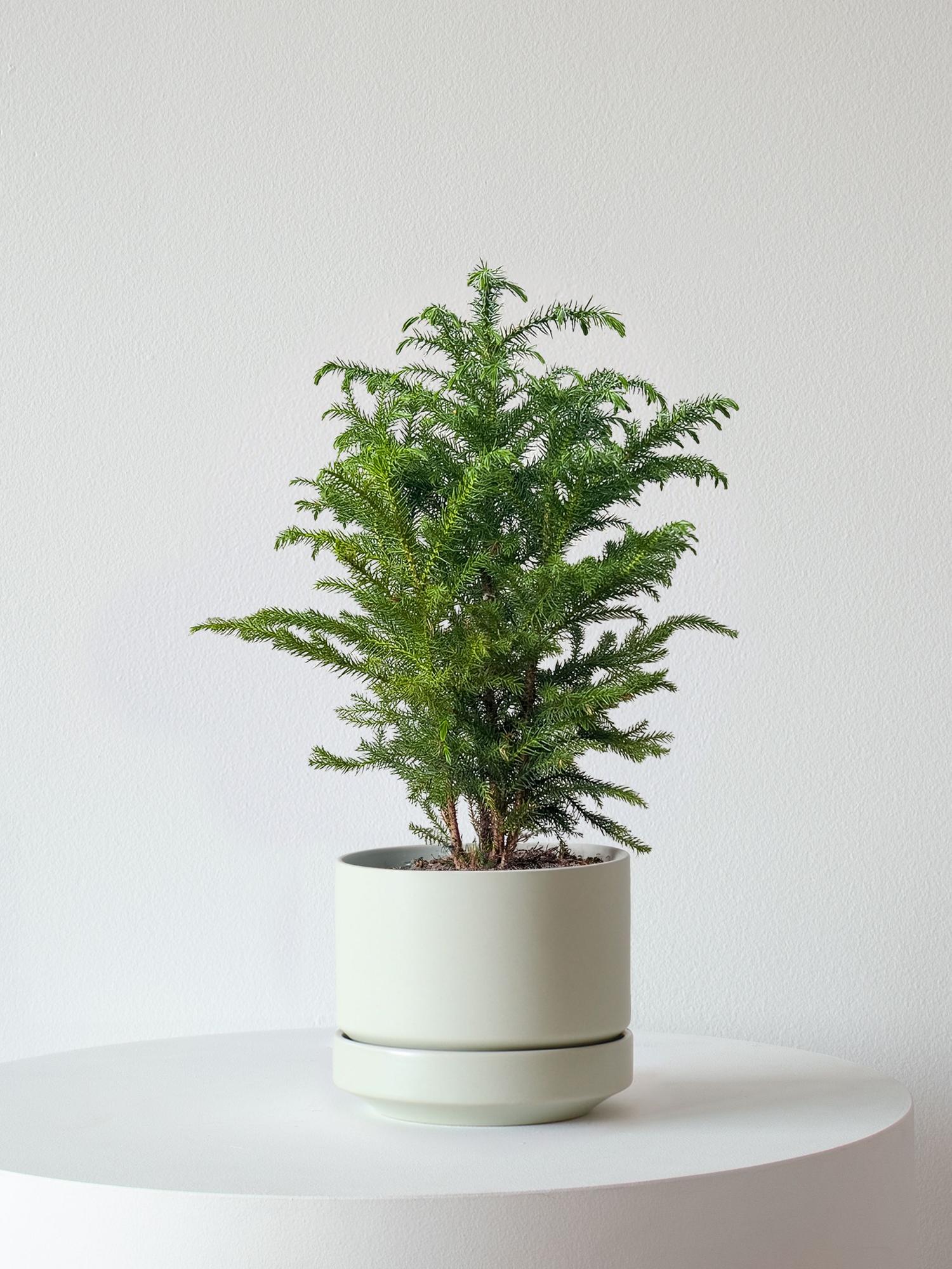 Norfolk Island Pine - Mint Scandinavian Ceramic 