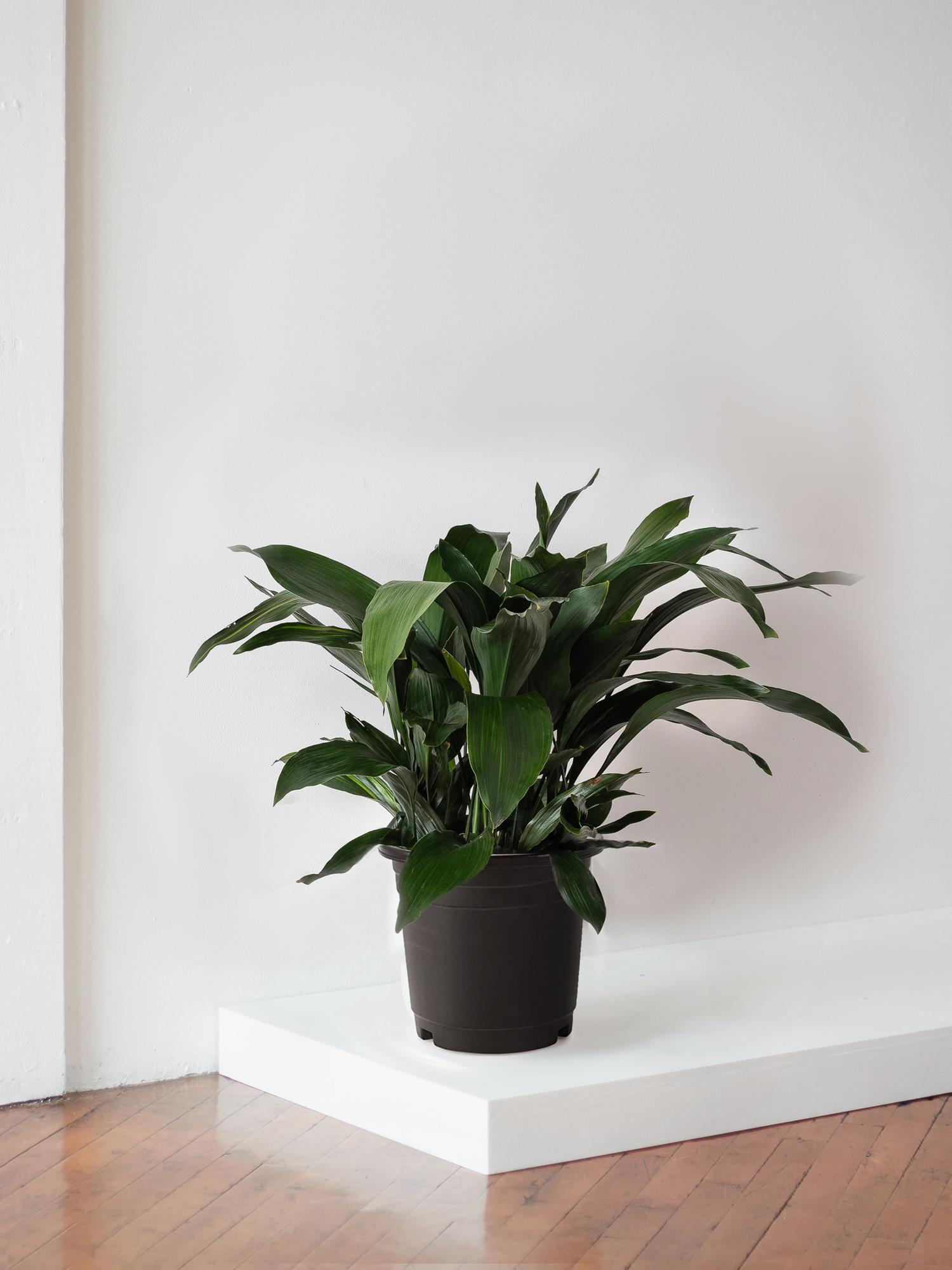 lily of the valley indoor plant Convallaria Lily of the Valley - 10 bare roots main image 1