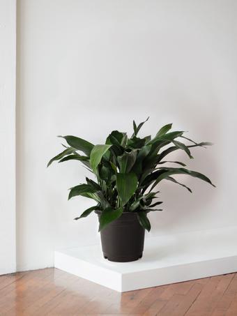 indoor plants picture
