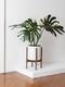 Monstera Thai Constellation XL