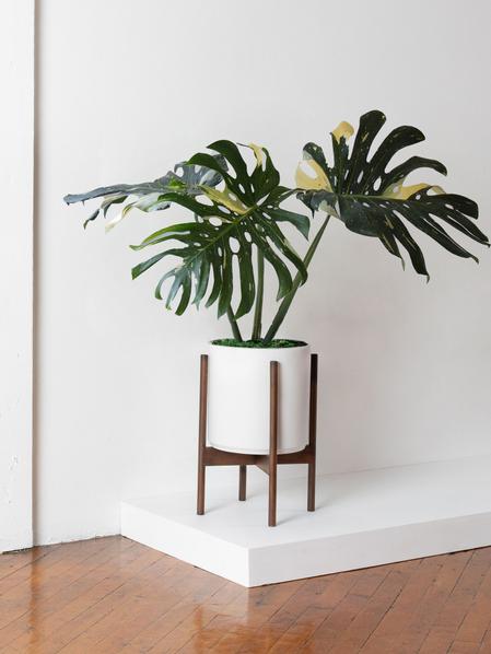 Monstera Thai Constellation XL