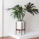 Monstera Thai Constellation XL