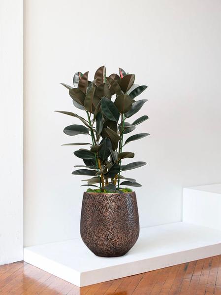 Ficus Elastica Abidjan