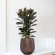 Ficus Elastica Abidjan