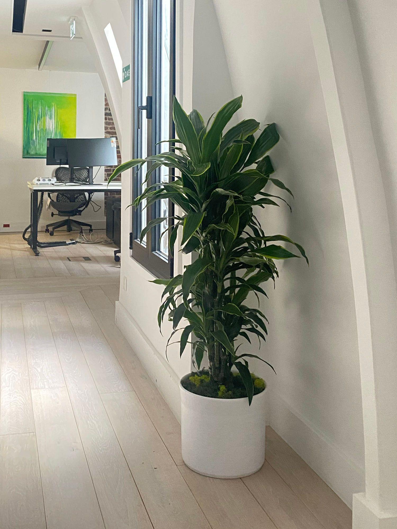 Savez vous que les plantes aident à rester concentrer au travail ? Décorez votre bureau avec notre sélection de plantes d'intérieur en pot faciles d'entretien.
