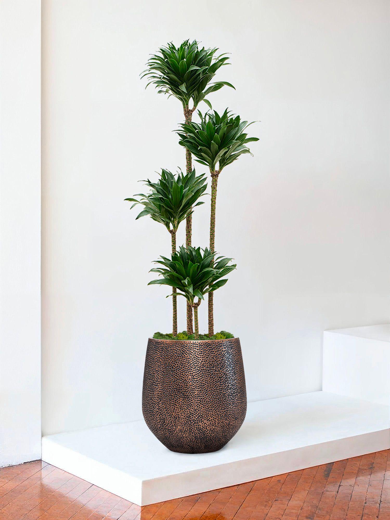 Drachenbaum Fragrans Compacta Extra Large (1m80) + Dune Topf | Lon & George