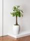 Braided Money Tree