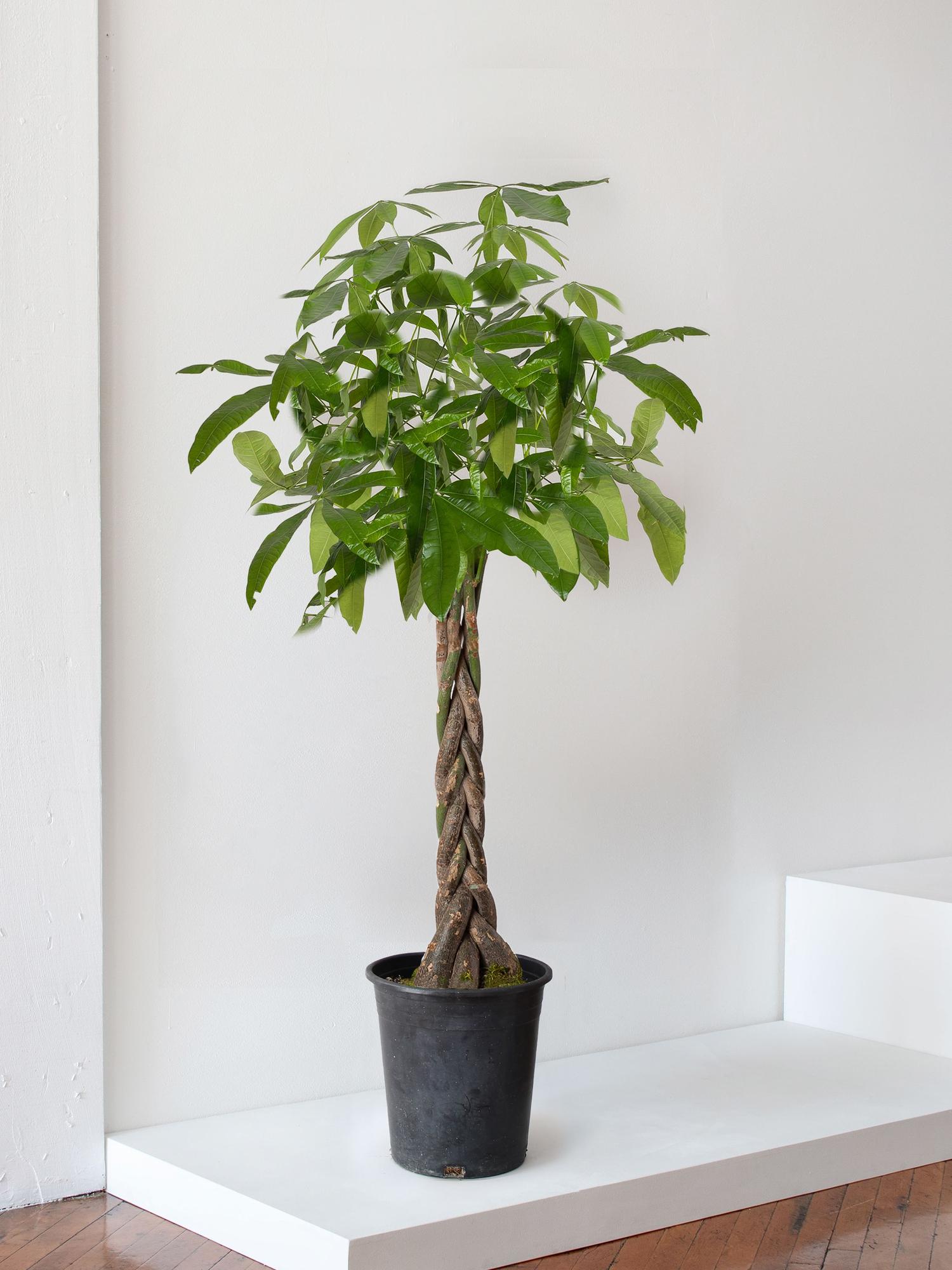 Braided Money Tree