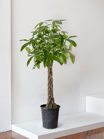 indoor plants picture