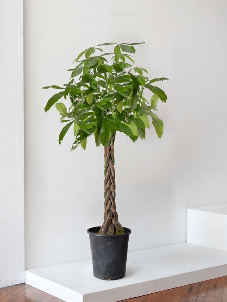 Braided Money Tree