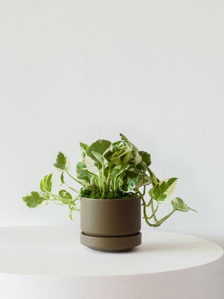 N'joy Pothos