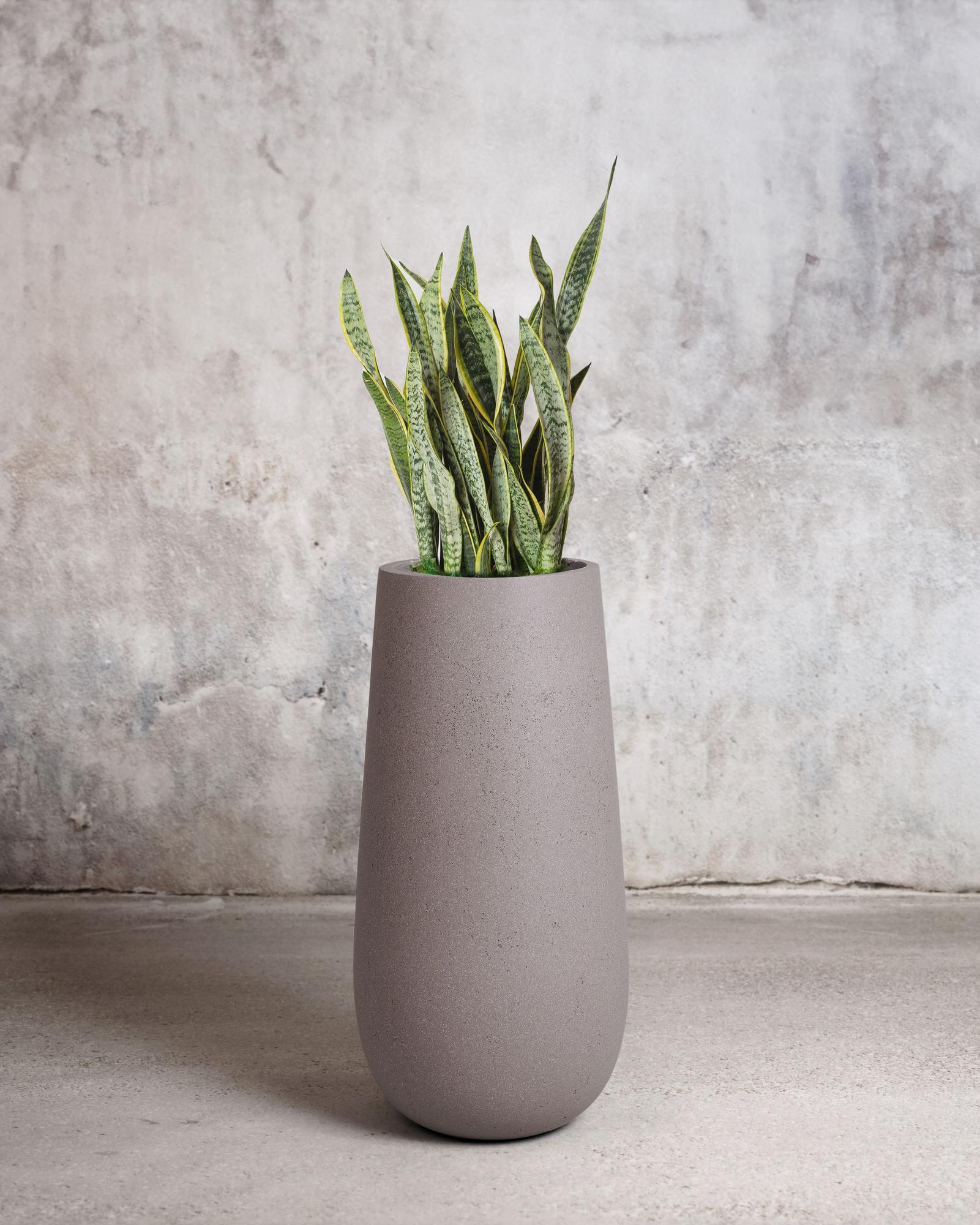 Snake Plant Laurentii