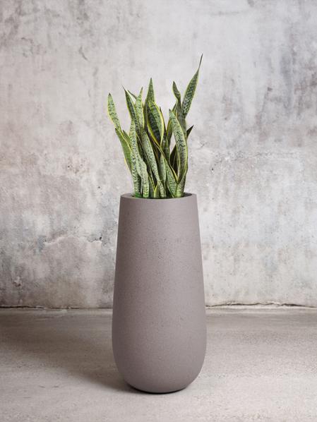 Snake Plant Laurentii