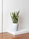 Snake Plant Laurentii