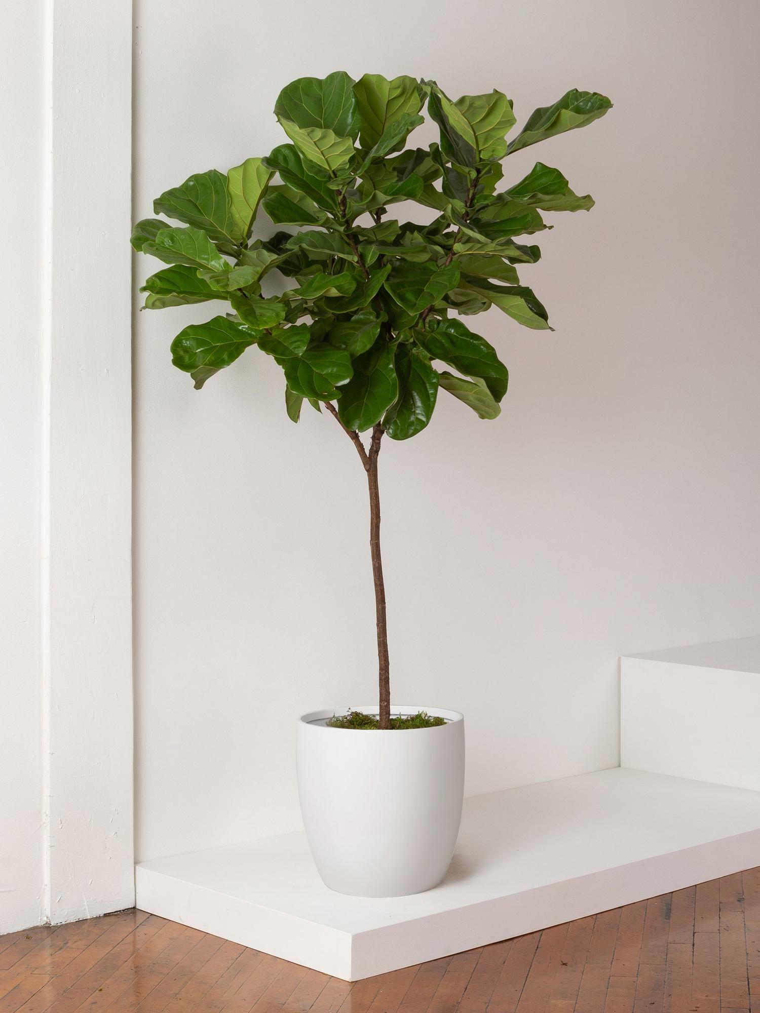 Fiddle Leaf Fig Tree - Black Mediterra Pot