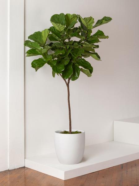 Fiddle Leaf Fig Tree
