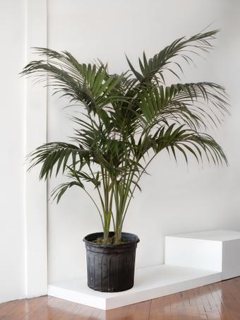 indoor plants picture
