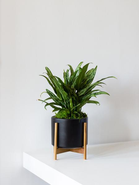 Tiger Evergreen