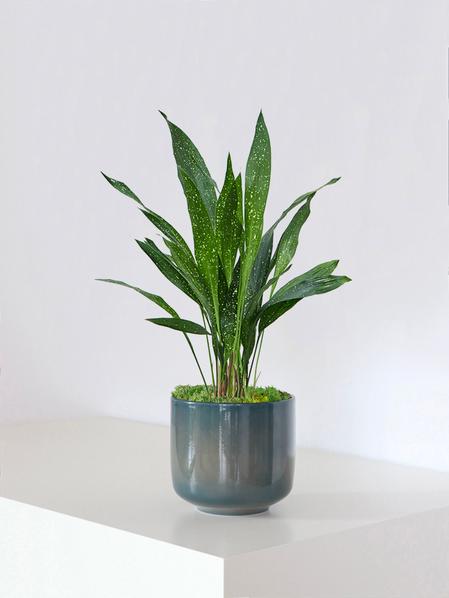 Aspidistra Elatior Milky Way