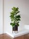 Fiddle Leaf Fig Bush