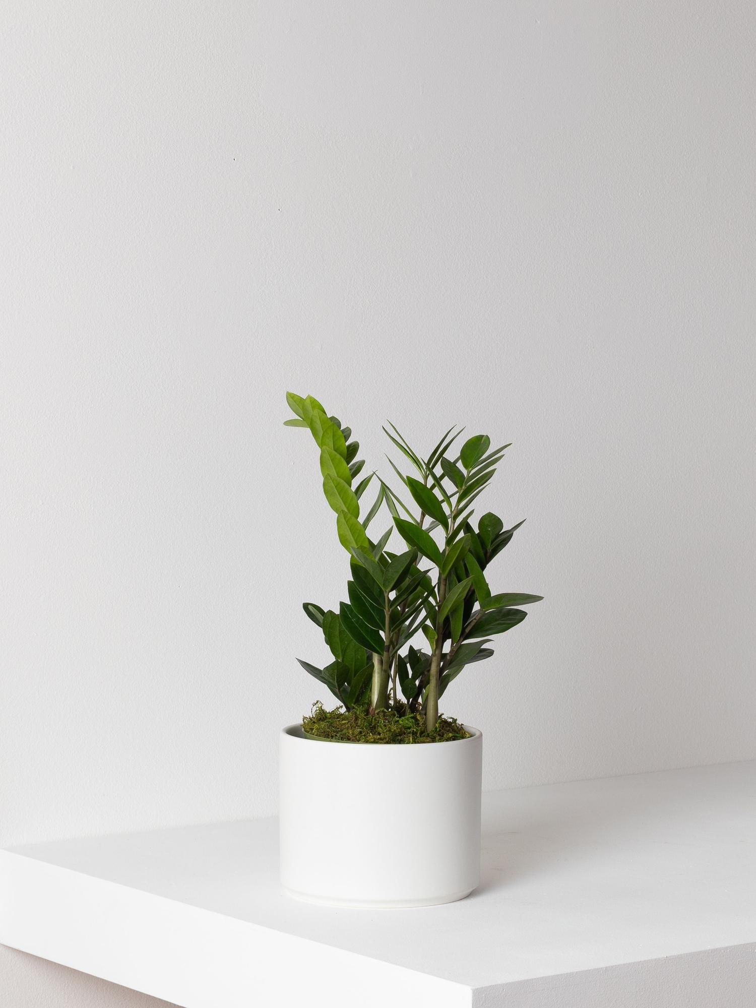 XL Easy Care Plant Bundle