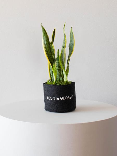 Snake Plant Laurentii