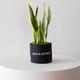 Snake Plant Laurentii