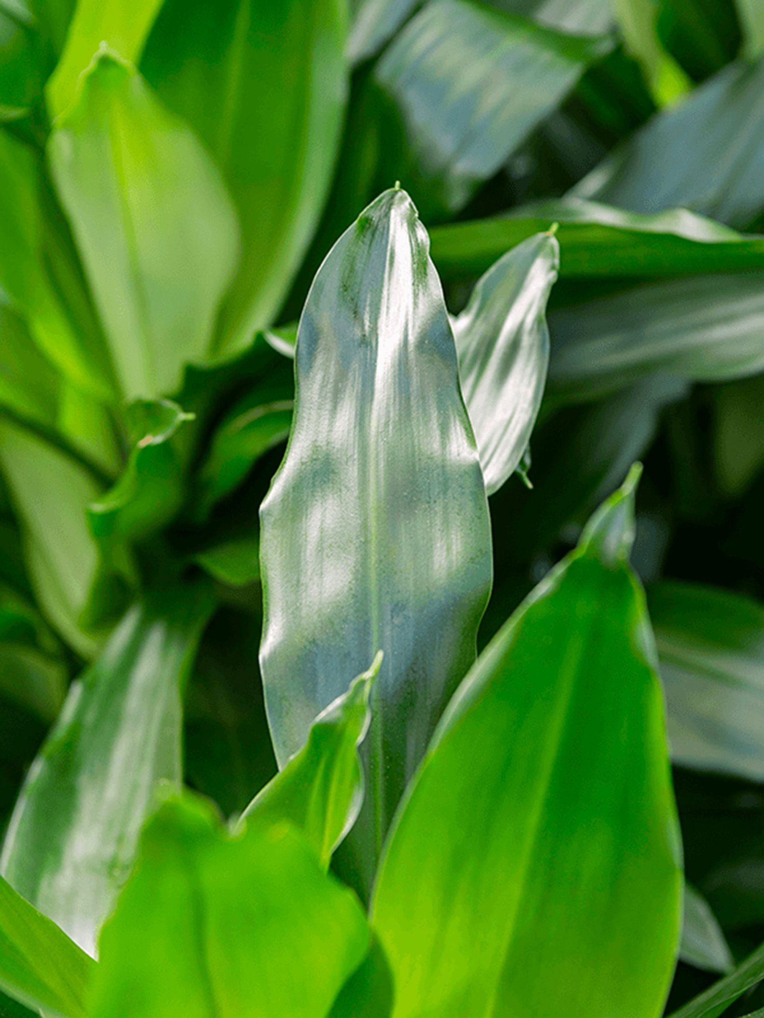 Dracaena Fragrans Janet