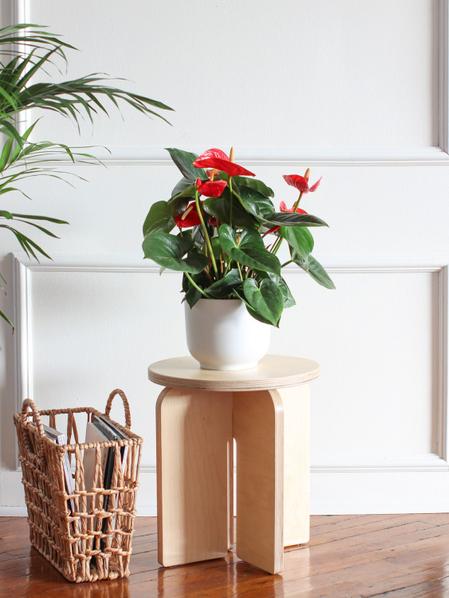 King of Hearts Anthurium