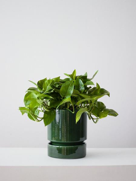 Cascading Pothos