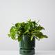 Cascading Pothos