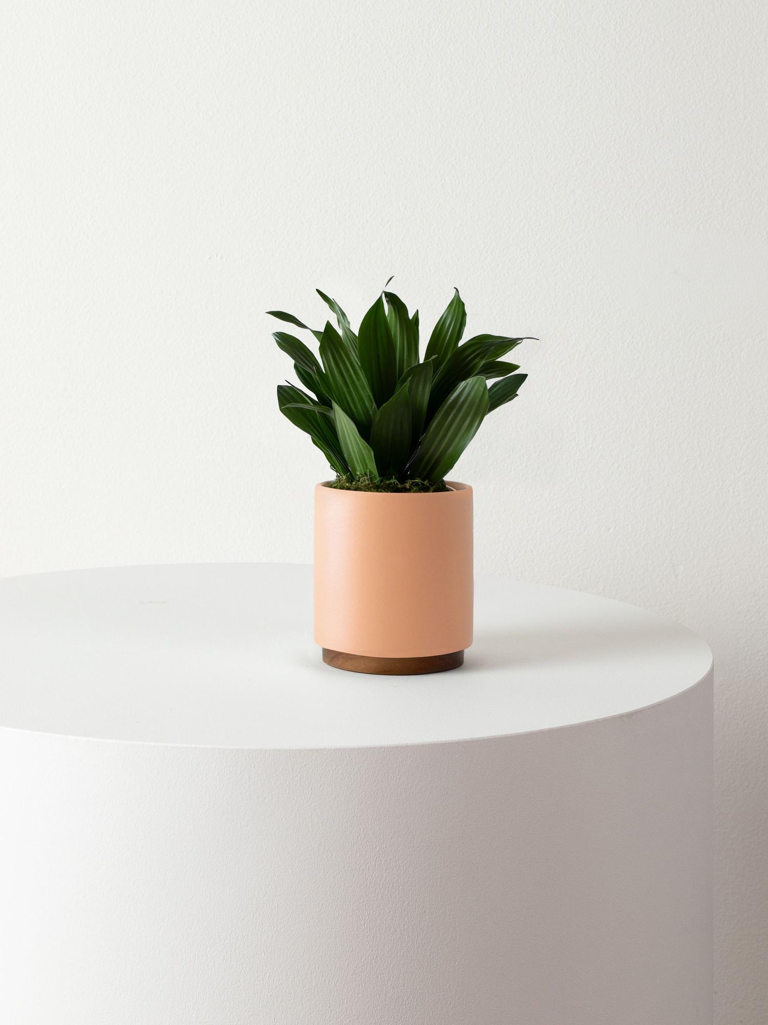 dracaena-compacta-coral-mid-