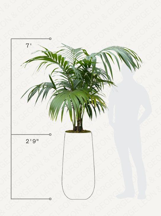 Kentia Palm