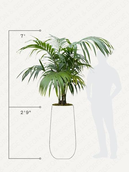 Kentia Palm